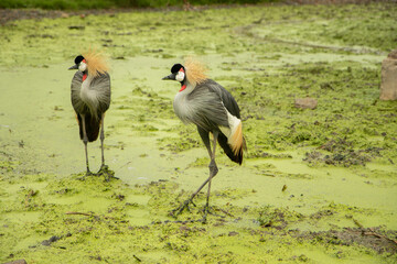 Bird with a red, black and white head Stand on the mossy green ground near the river in the rain. waiting for food in forest.