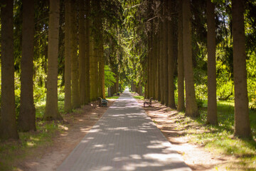 Photo of a road in a forest in a park with tall trees with green leaves and an asphalt road