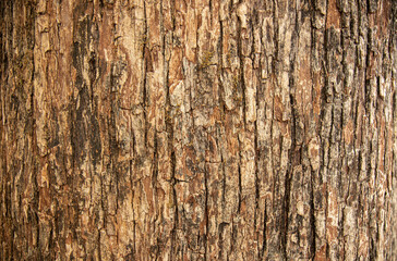 Bark pattern is seamless texture from tree. For background work