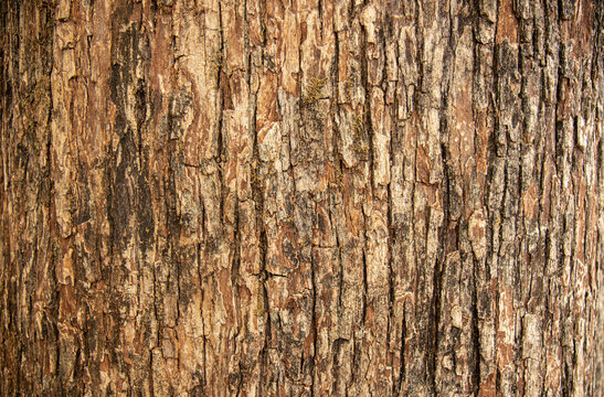 Bark pattern is seamless texture from tree. For background work - Powered by Adobe