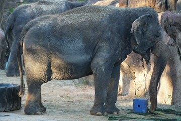 Close up of a big elephant standing on the ground