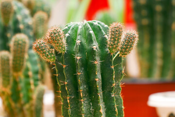 Echinopsis cactus with offshoots of babies or pups. Echinopsis calochlora. Selective focus