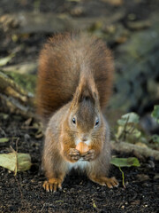 Eichhörnchen frisst Haselnuss