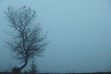 Beautiful tree outdoors in foggy morning, space for text