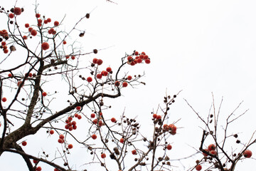A photo of persimmon fruit of a persimmon tree in Korea in autumn