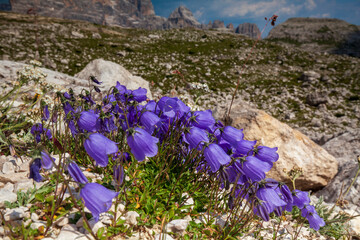 Kwiaty alpejskie