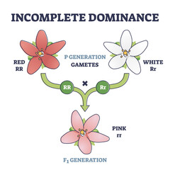 Incomplete dominance and new generation alleles variants outline diagram. Labeled gametes parents crossed to produce an intermediate mixed offspring not dominant or recessive type vector illustration. - obrazy, fototapety, plakaty