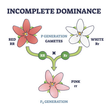 Incomplete dominance and new generation alleles variants outline diagram. Labeled gametes parents crossed to produce an intermediate mixed offspring not dominant or recessive type vector illustration.