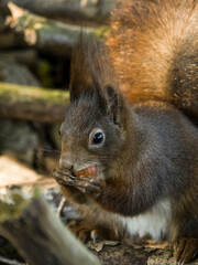 Eichhörnchen frisst Haselnuss