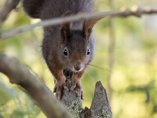 Eichhörnchen klettert Baum hinunter