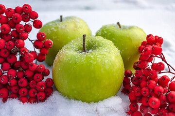 Ripe and juicy green apples and red mountain ash lie in the snow in winter and freeze. Proper nutrition in winter