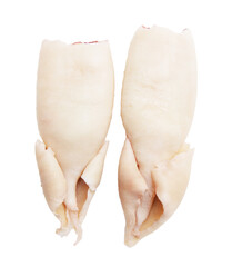 Squid isolated on a white background.