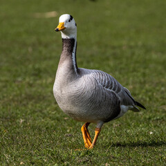 The bar-headed goose, Anser indicus seen in English Garden in Munich