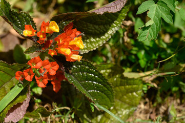 garden tropical flower begonia herb verdure bloom. Photo of begonia taken in the Dominican Republic. The picture shows a beautiful flower with red and yellow petals. The view of the photo is directed 