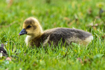 Beautiful yellow fluffy greylag goose baby gosling in spring, Anser anser