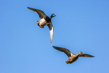 Wild duck or mallard, Anas platyrhynchos flying over a lake in Munich, Germany
