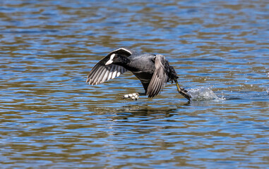 Eurasian coot, Fulica atra chasing each other by running across the water