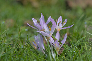 Cretan Colchicum (Colchicum cretense), Crete 
