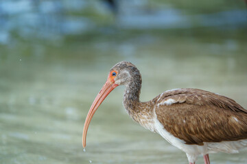 Juvenile White Ibis in the Mangroves, Anne's Beach, Islamorada, Florida Keys