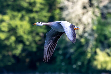 The bar-headed goose, Anser indicus flying over a lake in English Garden in Munich