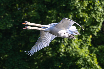 Mute swan, Cygnus olor flying over a lake in the English Garden in Munich, Germany