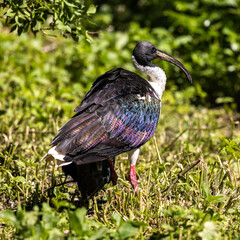 Straw-necked Ibis, Threskiornis spinicollis in the zoo