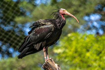 Northern Bald ibis, Geronticus eremita in the zoo