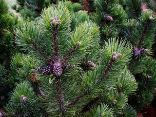 pine tree branches with cones
