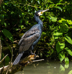 The great cormorant, Phalacrocorax carbo sitting on a branch