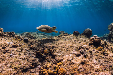 Sea turtle in tropical ocean. Turtle swim underwater over corals