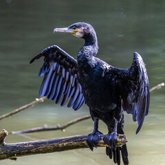 The great cormorant, Phalacrocorax carbo sitting on a branch