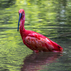 Scarlet ibis, Eudocimus ruber. Wildlife animal in the zoo