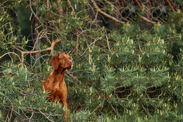 The Hungarian dog breed is on a walk in the summer in nature. The dog plays with its master.
