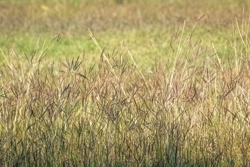 Grass going to seed in a winter lawn.