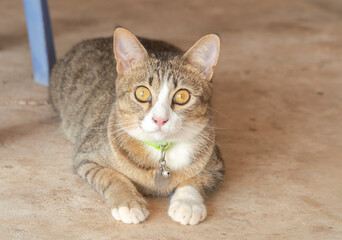 Black and white tabby cat with a white nose resembling tiger. Crouching and lying on concrete floor near table legs, a mammal, cute pet as a human companion. Cat lover concept