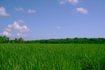 ranch rice husbandry biodiversity green plantation outdoor. Photo of a rice plantation taken in the Dominican Republic in the morning. Photo of a rice field taken in natural conditions with a medium-r