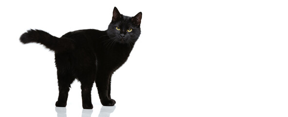 Naklejka premium Portrait of beautiful graceful black purebred cat posing isolated on white studio background. Animal life concept