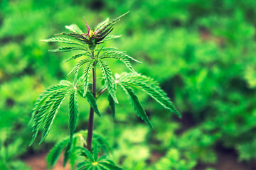 Close up of green hemp plant (Cannabis sativa).