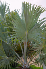 Close up of the Bismarckia nobilis (blue palm) with a cloudy background.