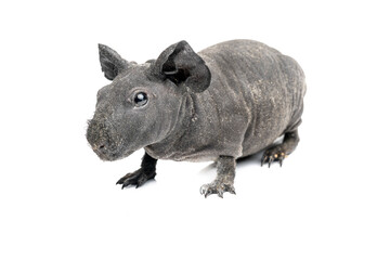 Hairless Guinea Pig