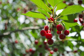 Several ripening cherries on a tree branch, close-up. Red berries.