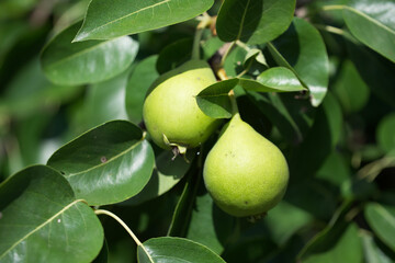 A few pears are hanging on a branch, a close-up picture.