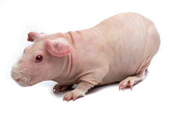 Hairless Guinea Pig