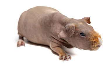 Hairless Guinea Pig