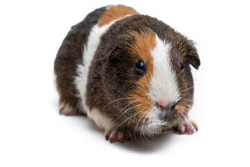 Guinea Pig
