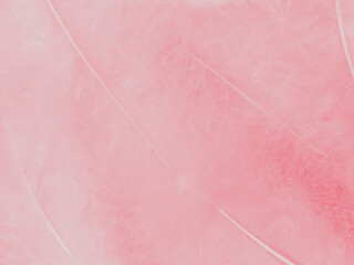 Beautiful abstract light pink feathers on white background,  white feather frame on pink texture...
