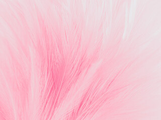 Beautiful abstract light pink feathers on white background,  white feather frame on pink texture pattern, pink background, love theme wallpaper and valentines day, white gradient