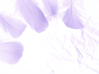 Beautiful abstract purple feathers on white background, gray feather texture on dark pattern and purple background, colorful feather wallpaper, love theme, valentines day, light purple gradient