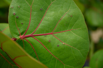 leaves pattern of wild grapes in wild environment