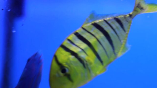 Aquarium Fish Golden Jack Golden Trevally